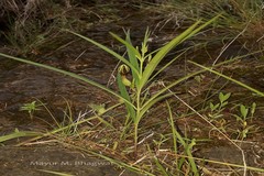 Ceropegia noorjahaniae